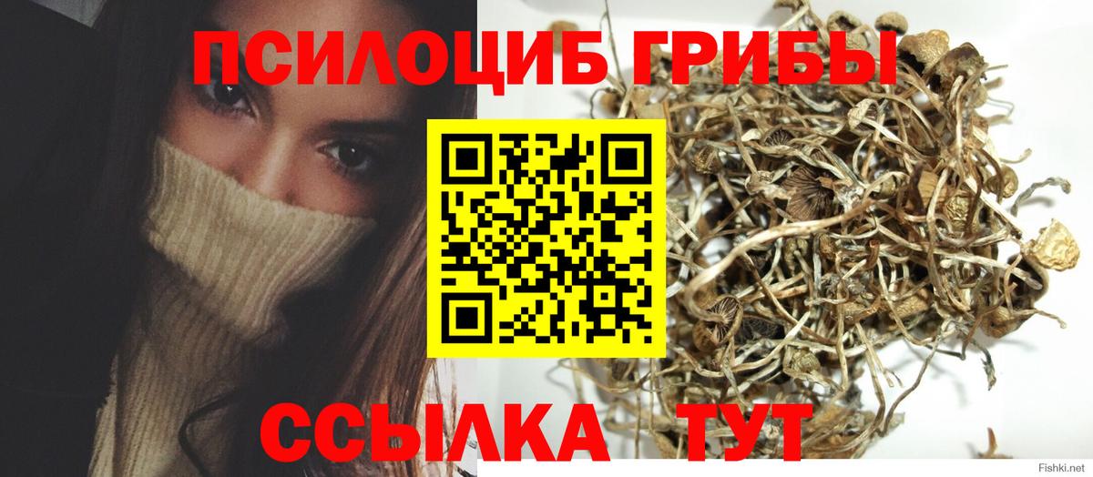Псилоцибиновые грибы Psilocybe Нижний Тагил